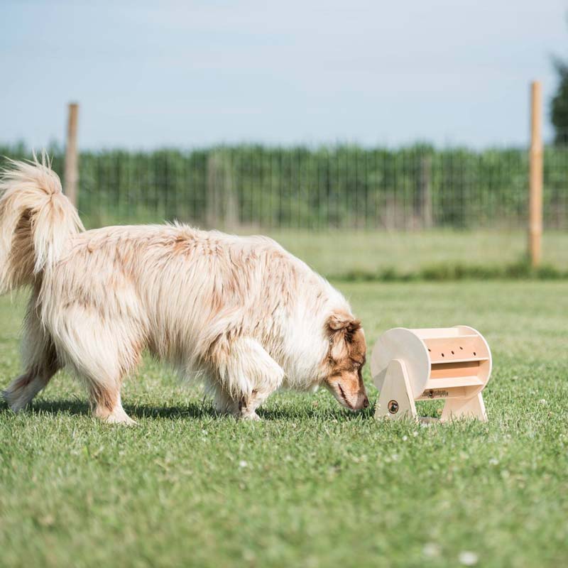 Dog Toys