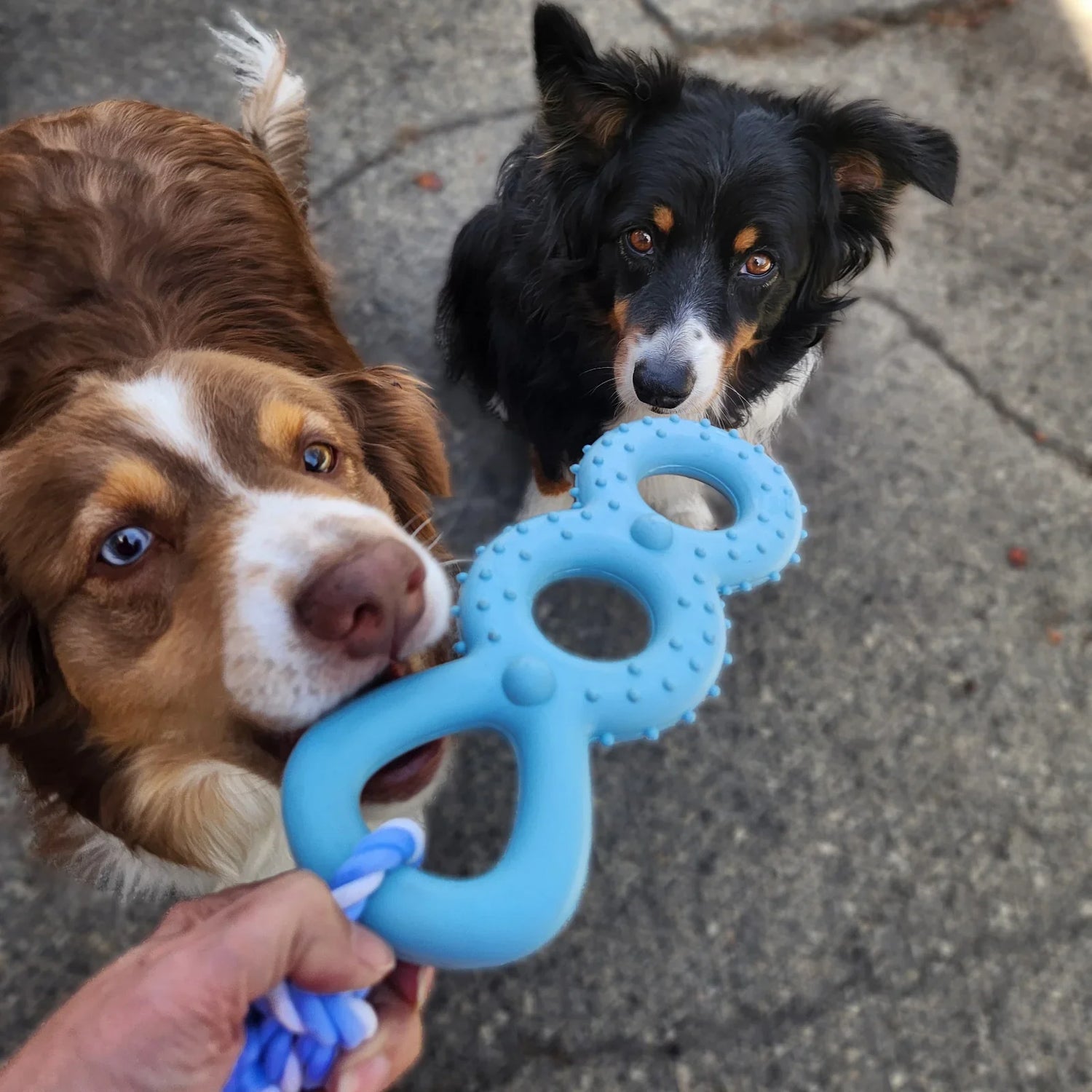 Pet Toys